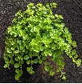 4" Pilea Baby Tears